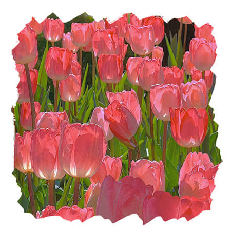 青春无悔